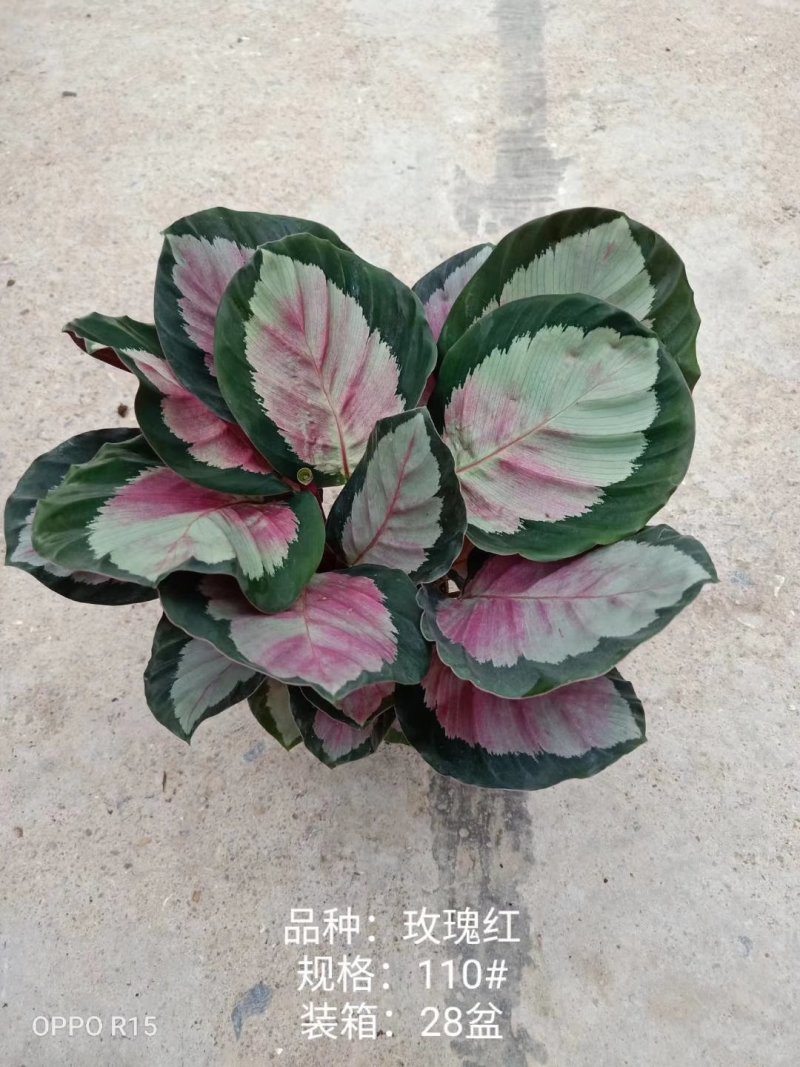 110#玫瑰红