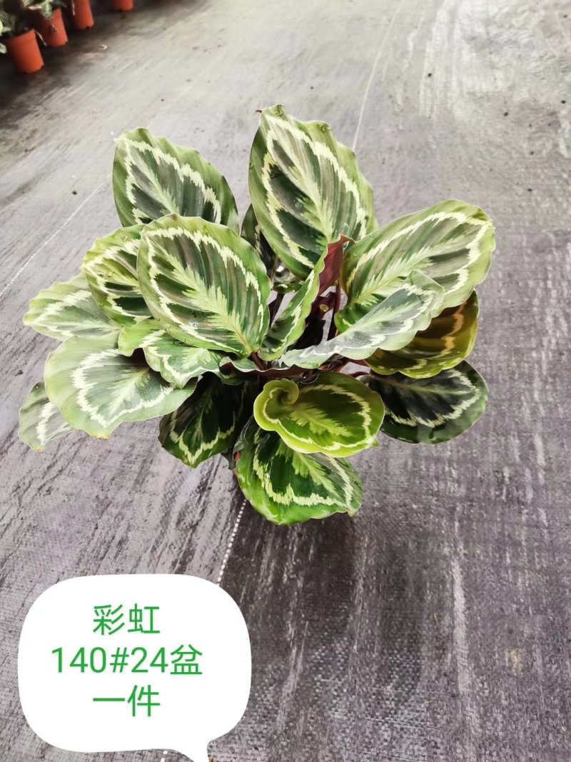 140#彩虹