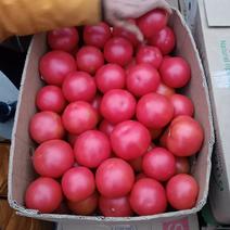 靖远西红柿