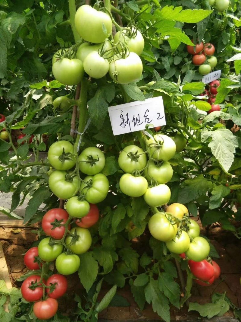 硬粉抗TY西红柿苗，三叶一心以上，现货现发，支持线上交易