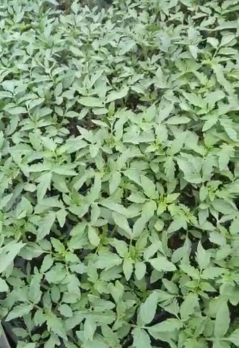 硬粉抗TY西红柿苗，三叶一心以上，现货现发，支持线上交易