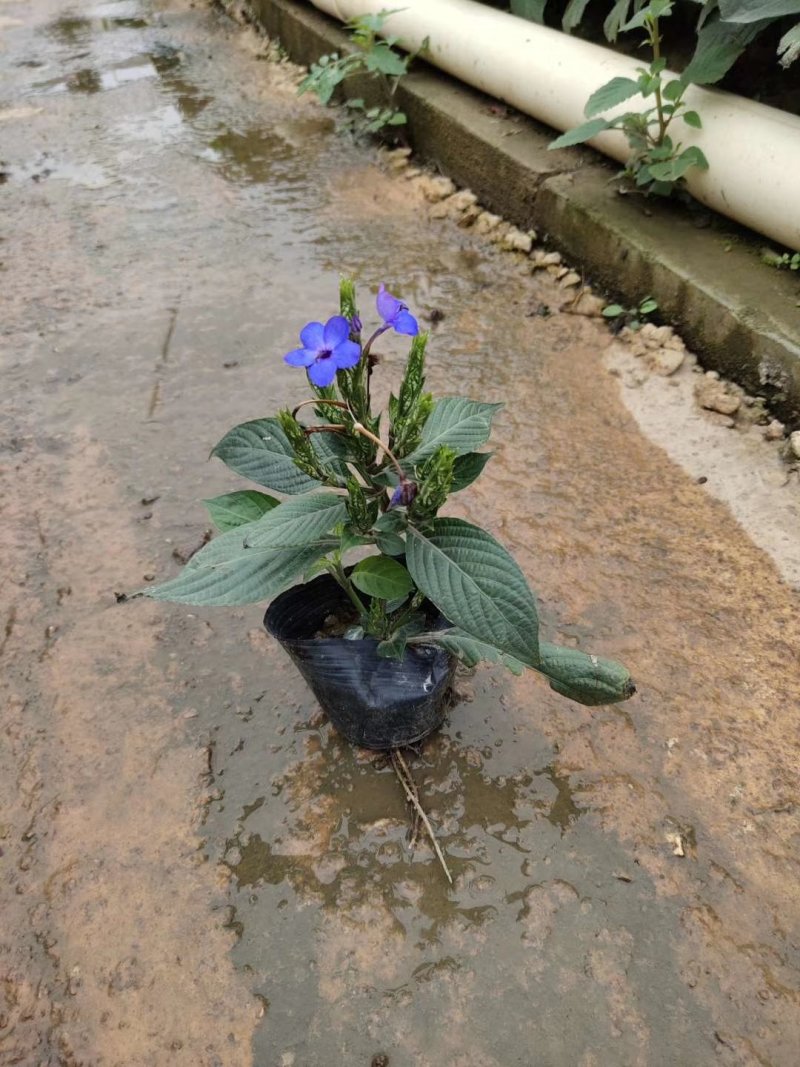 紫娇花基地直供园林绿化工程袋苗
