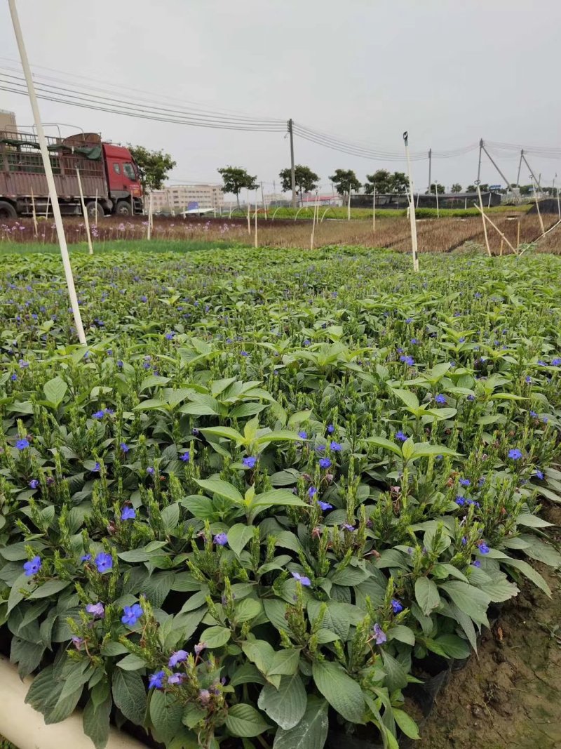 紫娇花基地直供园林绿化工程袋苗