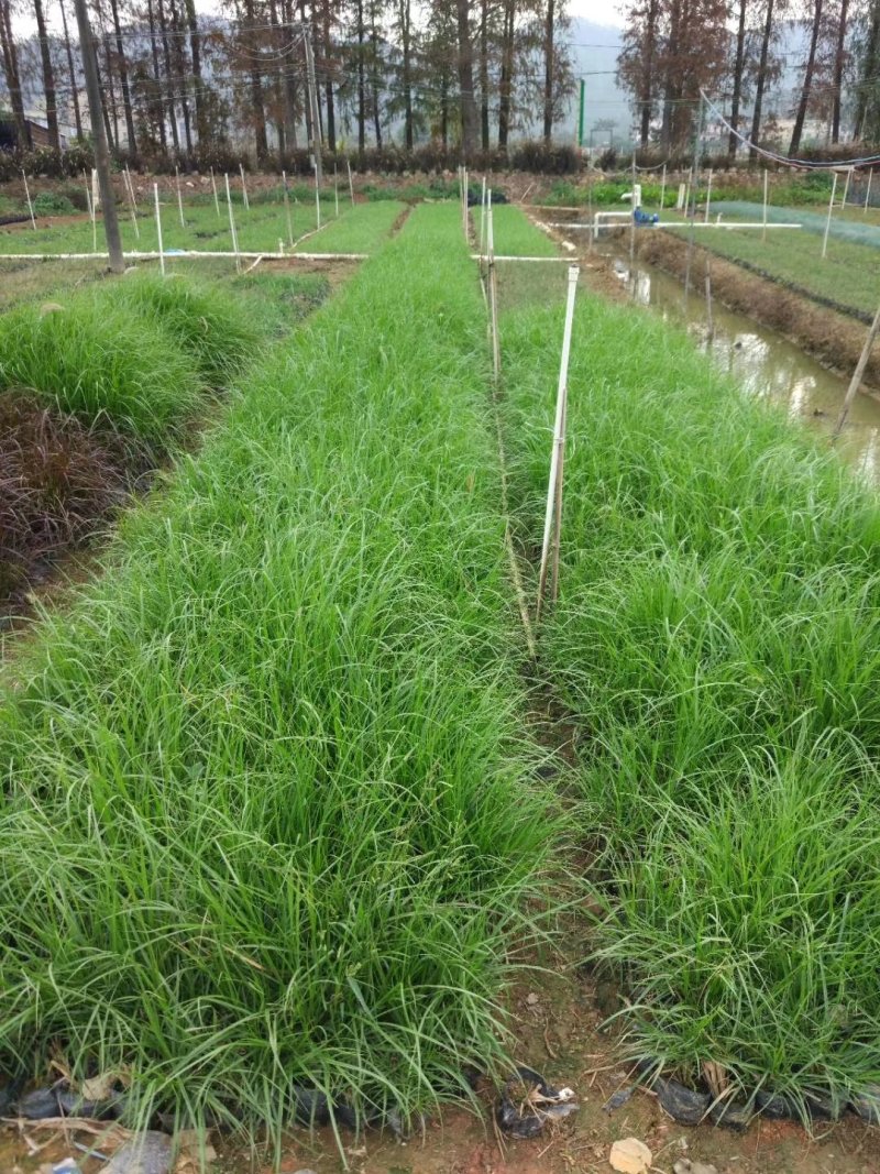 紫娇花基地直供园林绿化工程袋苗