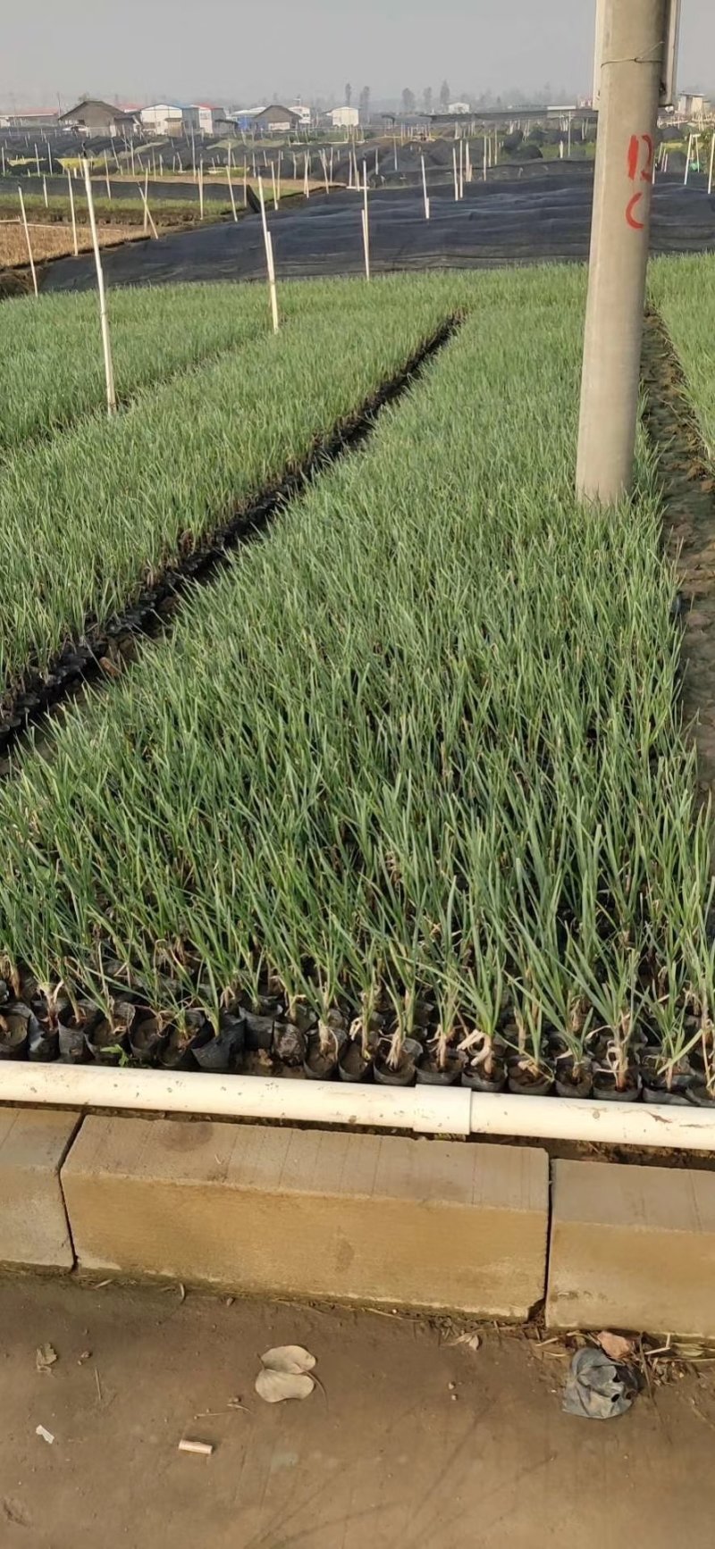 紫娇花基地直供园林绿化工程袋苗