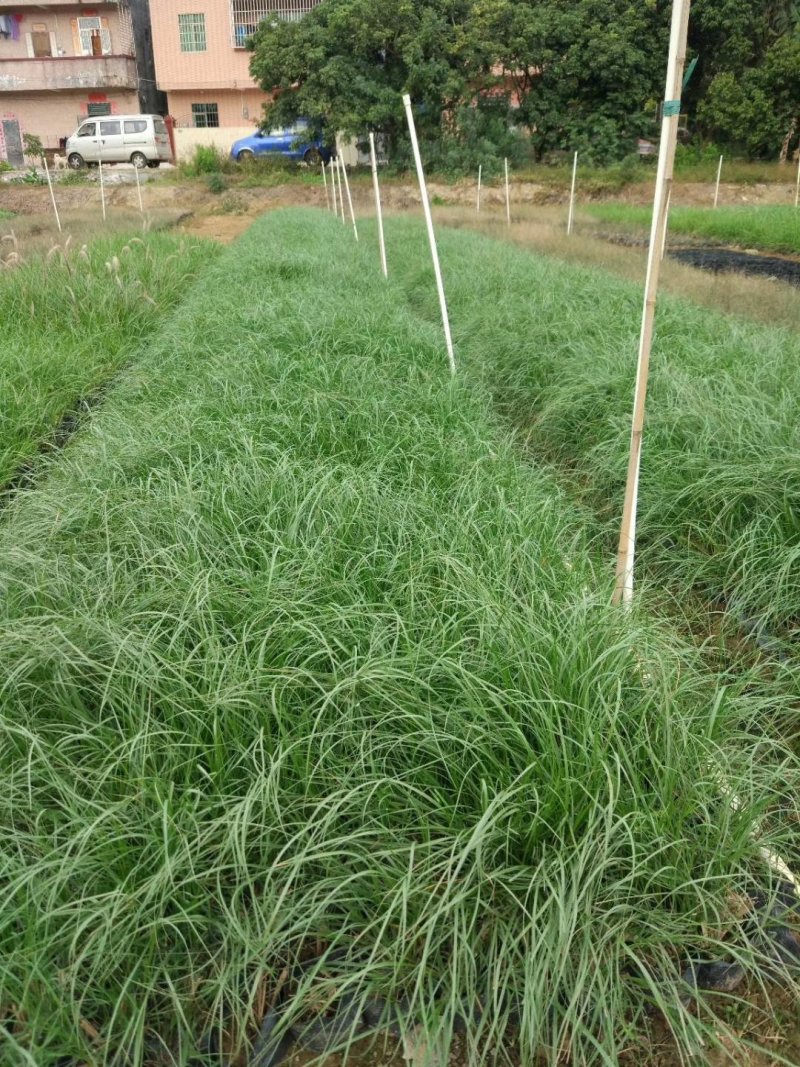 紫娇花基地直供园林绿化工程袋苗
