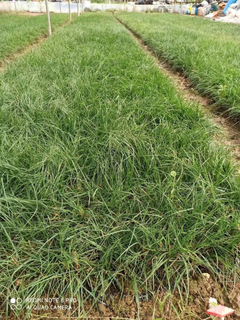 紫娇花基地直供园林绿化工程袋苗