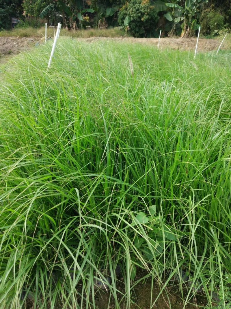 紫娇花基地直供园林绿化工程袋苗