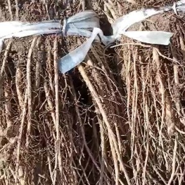 羌活苗，品质保证，出苗率百分之95以上，需要的老板联系，