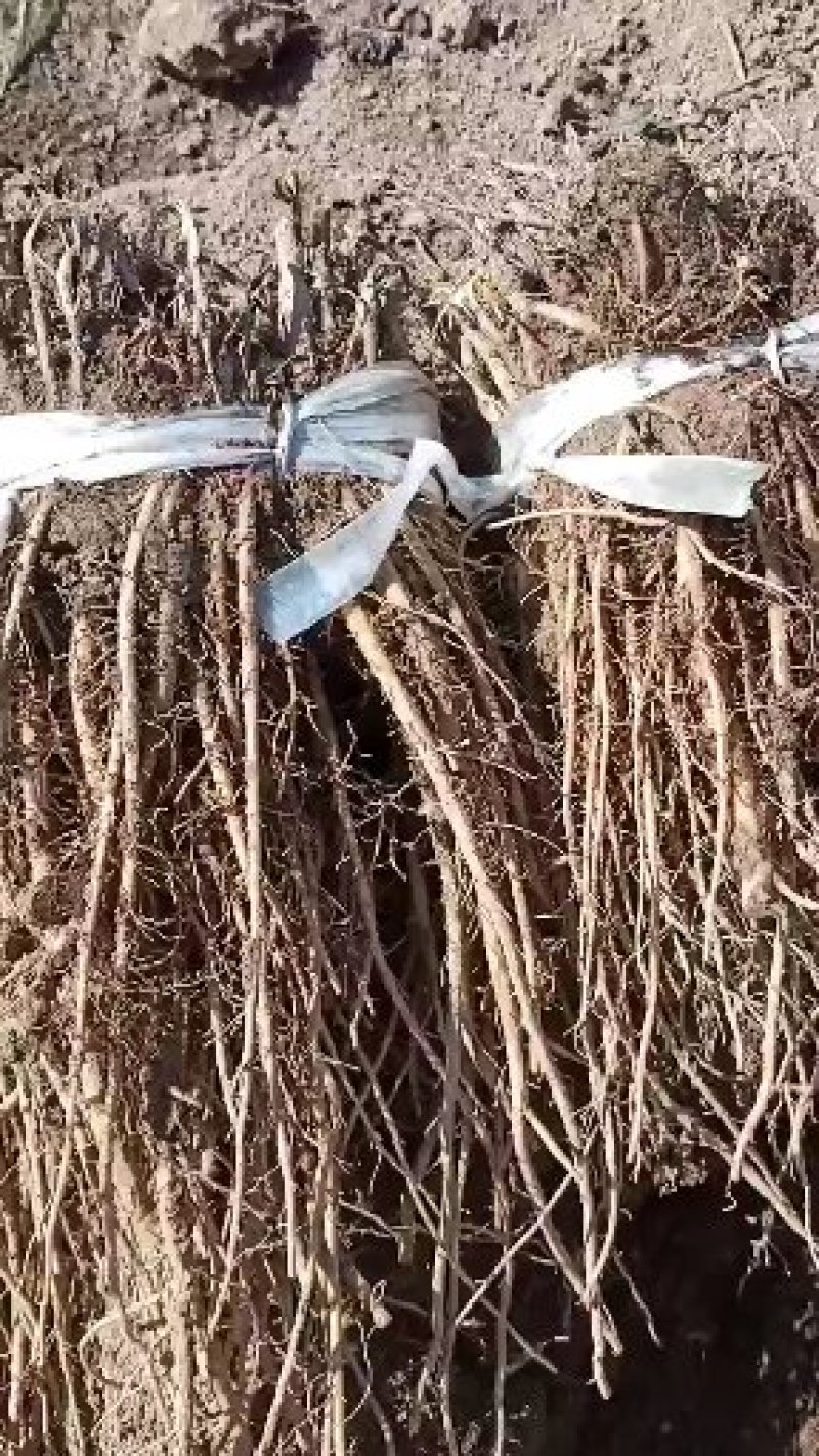 羌活苗，品质保证，出苗率百分之95以上，需要的老板联系，