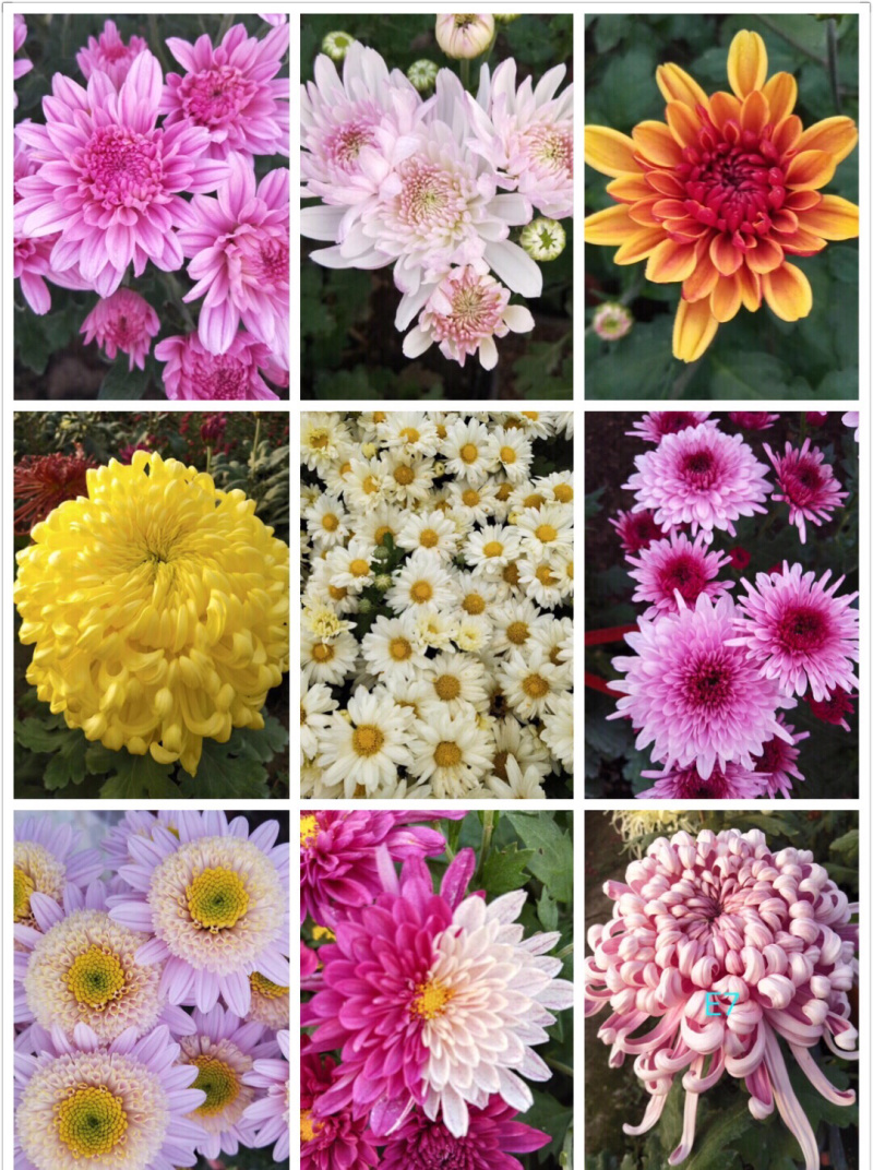菊花花苗乒乓菊金丝黄菊100多个品种可视频看货