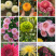 菊花花苗乒乓菊金丝黄菊100多个品种可视频看货