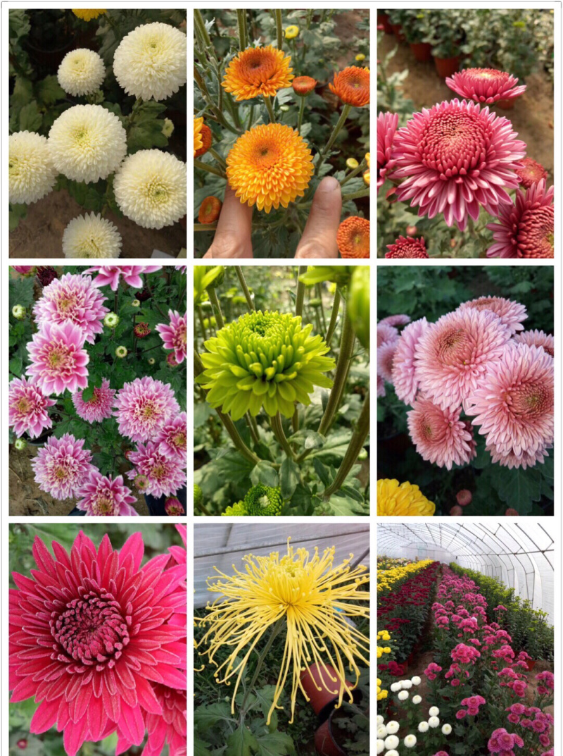 菊花花苗乒乓菊金丝黄菊100多个品种可视频看货