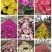 菊花花苗乒乓菊金丝黄菊100多个品种可视频看货