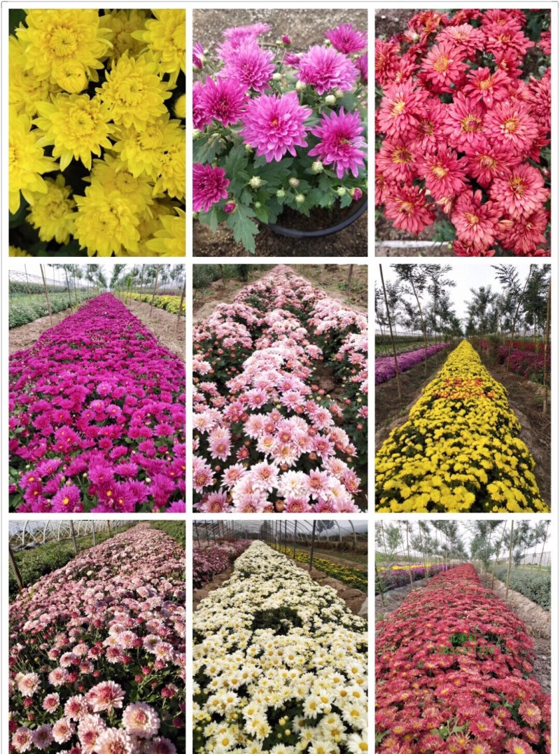 菊花花苗乒乓菊金丝黄菊100多个品种可视频看货