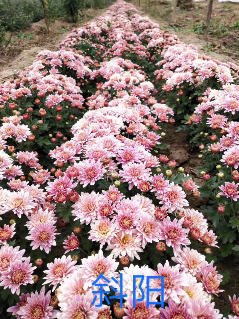 菊花花苗乒乓菊金丝黄菊100多个品种可视频看货