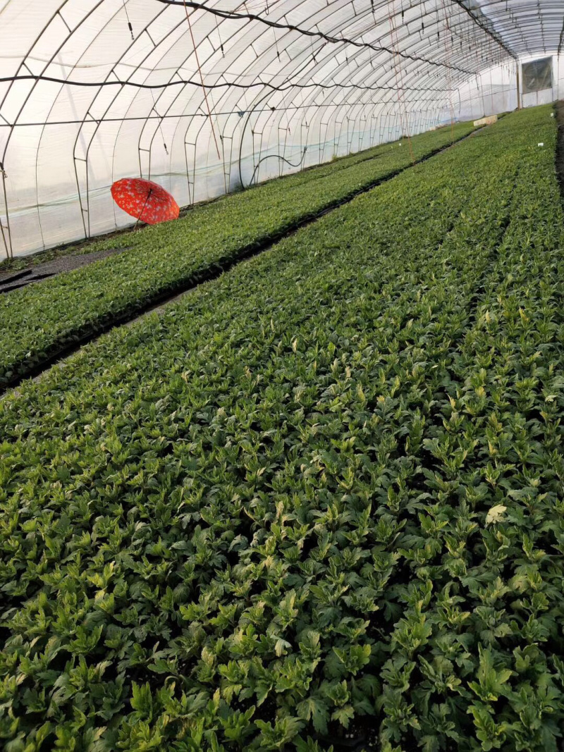 菊花花苗乒乓菊金丝黄菊100多个品种可视频看货