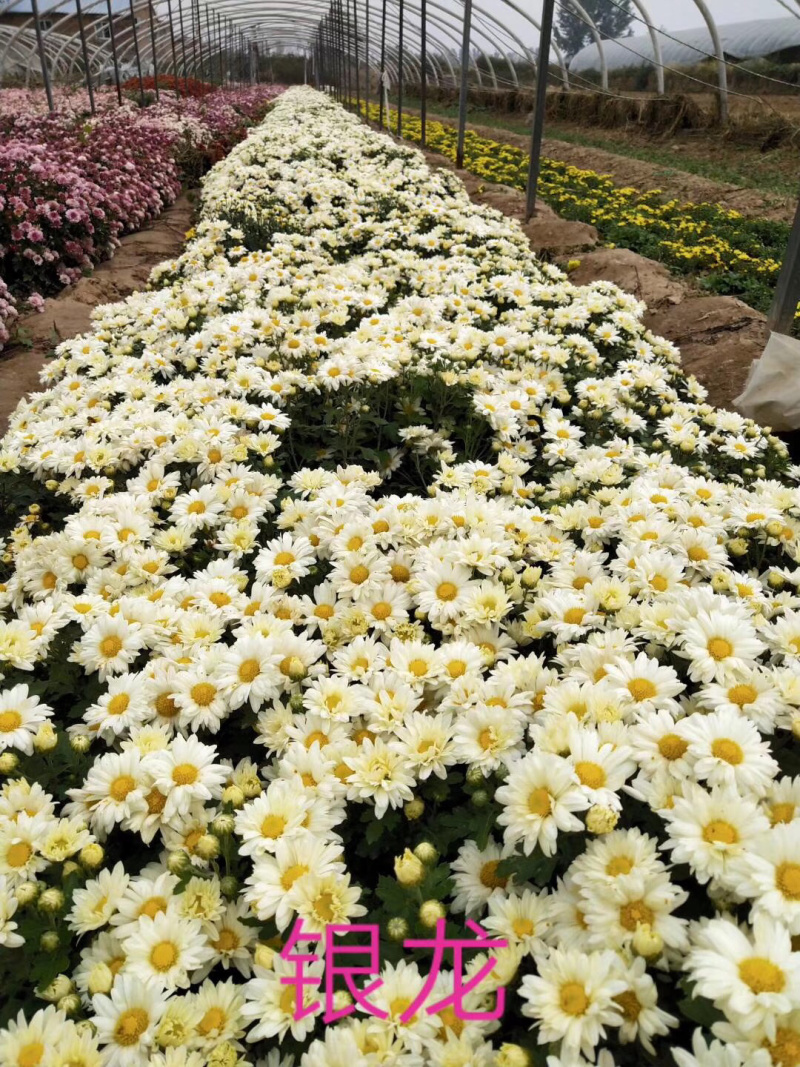 菊花花苗乒乓菊金丝黄菊100多个品种可视频看货