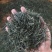 茶高山云雾绿茶昭平绿茶按需包装保质保量