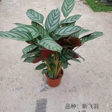110#新飞羽