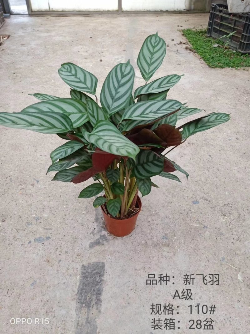 110#新飞羽
