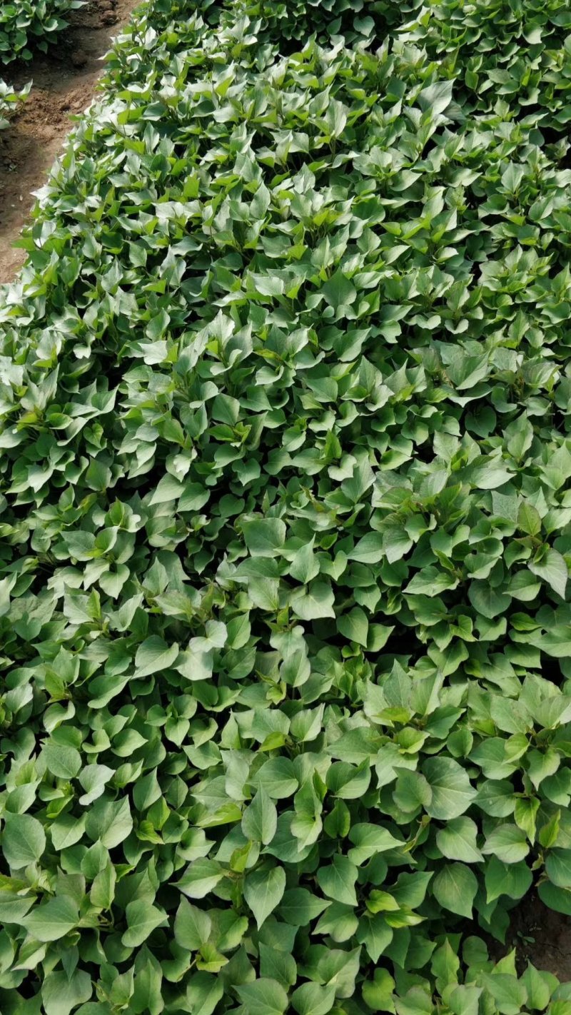 红薯苗，地瓜苗，秦薯四号种苗，秦薯五号种苗济薯26西瓜红