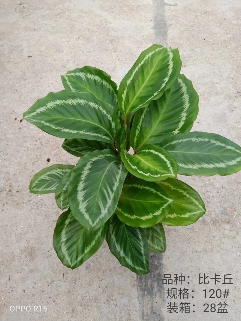 110#比卡丘