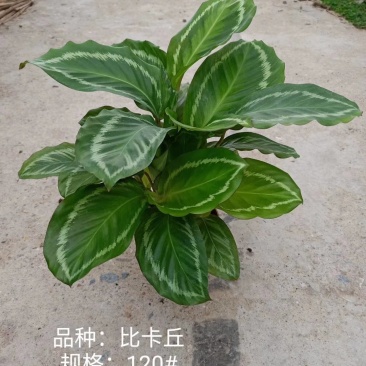 110#比卡丘