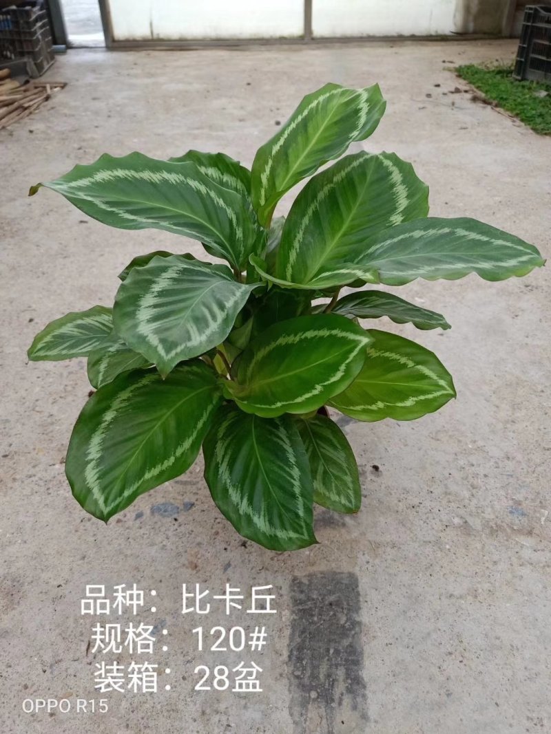 110#比卡丘