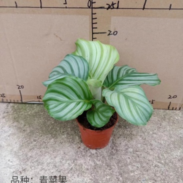 110#青苹果