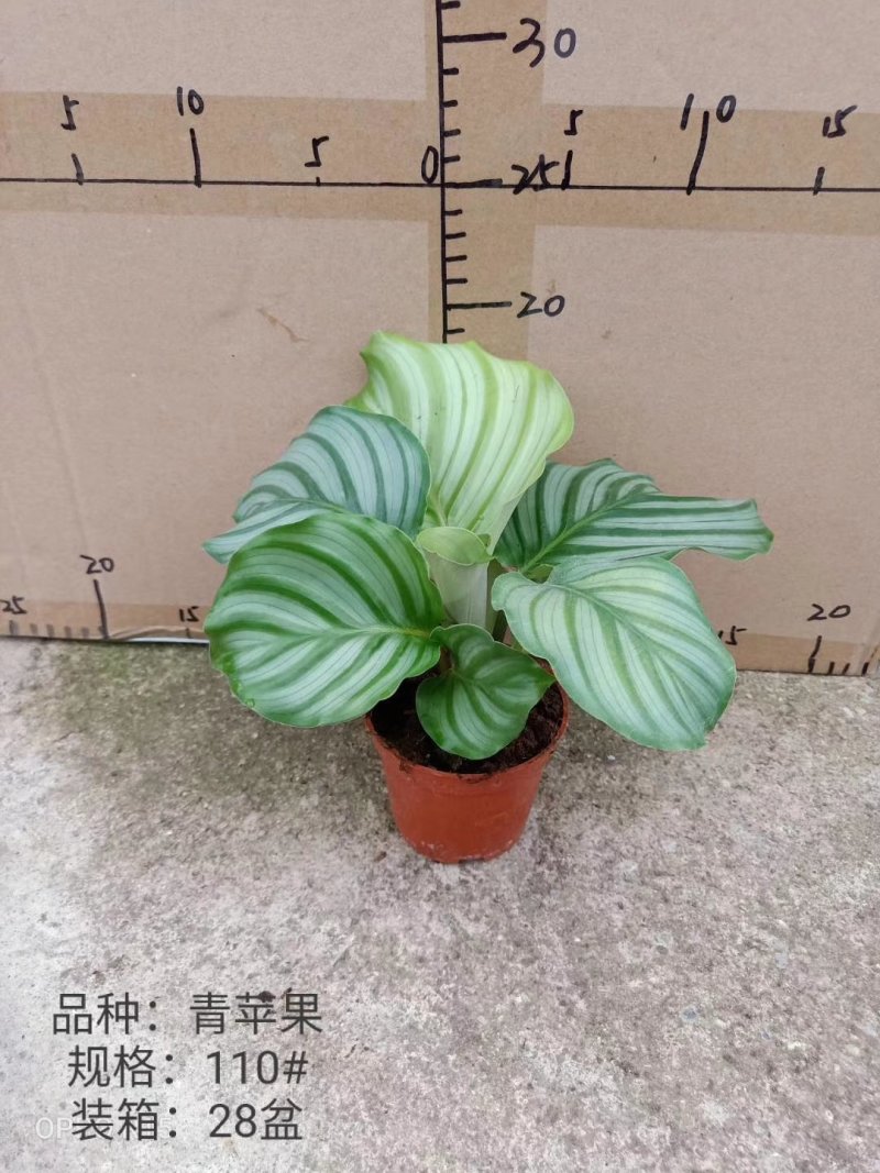 110#青苹果