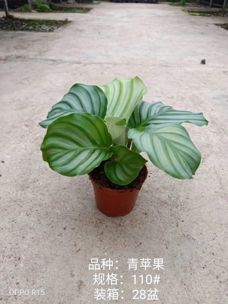 110#青苹果