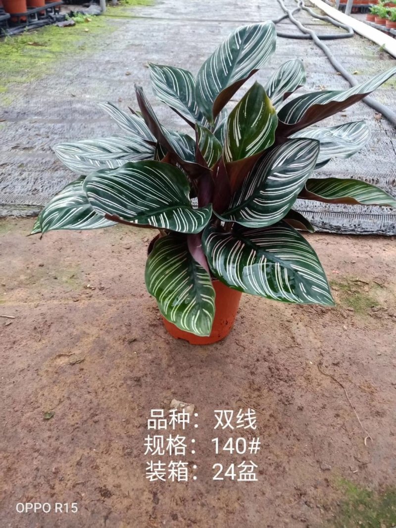 140#双线