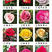 云南大花月季玫瑰小苗50多个品种供你选择，专业大量批发