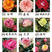 云南大花月季玫瑰小苗50多个品种供你选择，专业大量批发