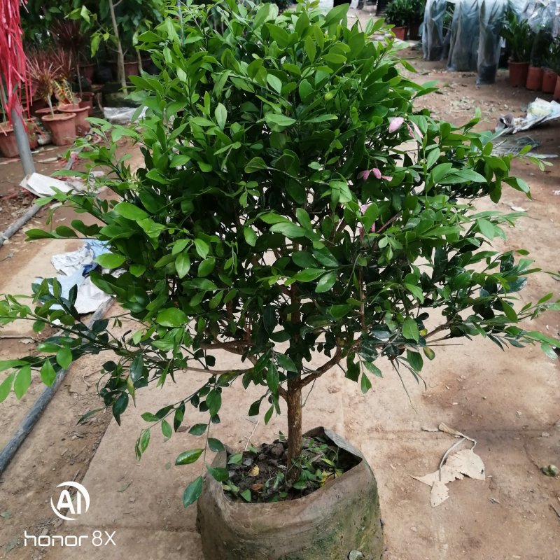 九里香，里香花苗，驱蚊盆栽有一箱花苗，非常好。