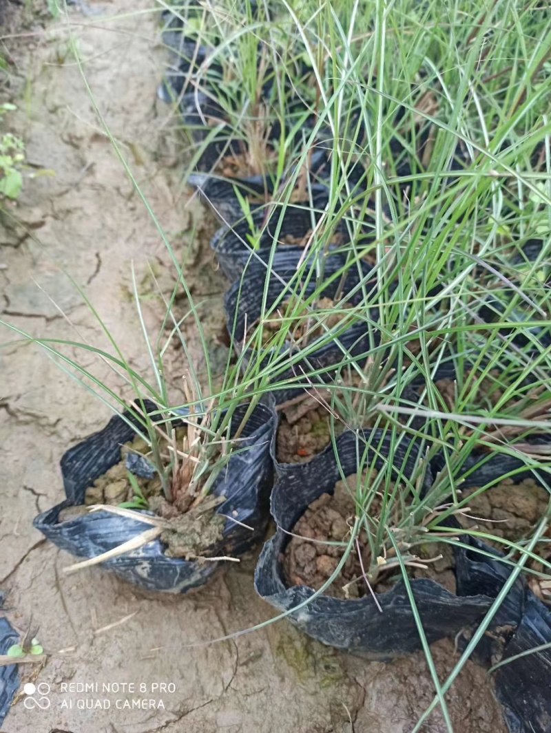 细叶芒基地直供园林绿化工程袋苗质优价低