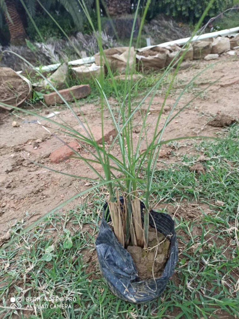 细叶芒基地直供园林绿化工程袋苗质优价低