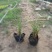 细叶芒基地直供园林绿化工程袋苗质优价低