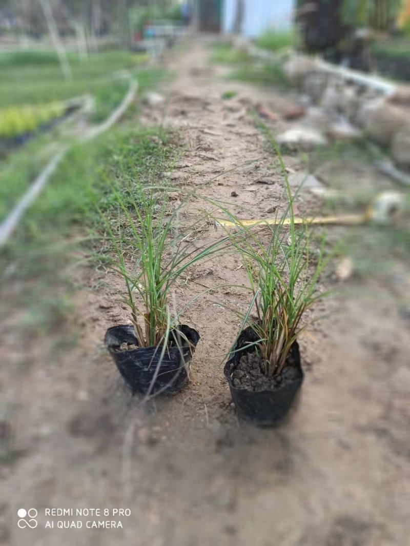 细叶芒基地直供园林绿化工程袋苗质优价低