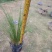 细叶芒基地直供园林绿化工程袋苗质优价低