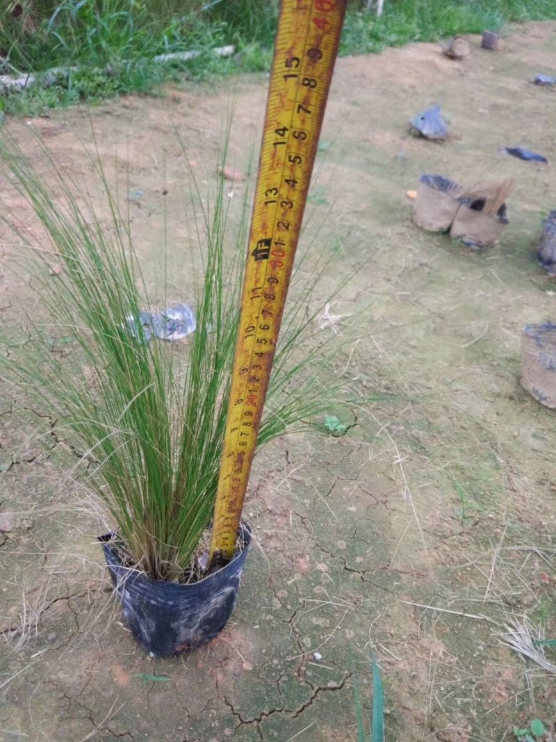 细叶芒基地直供园林绿化工程袋苗质优价低