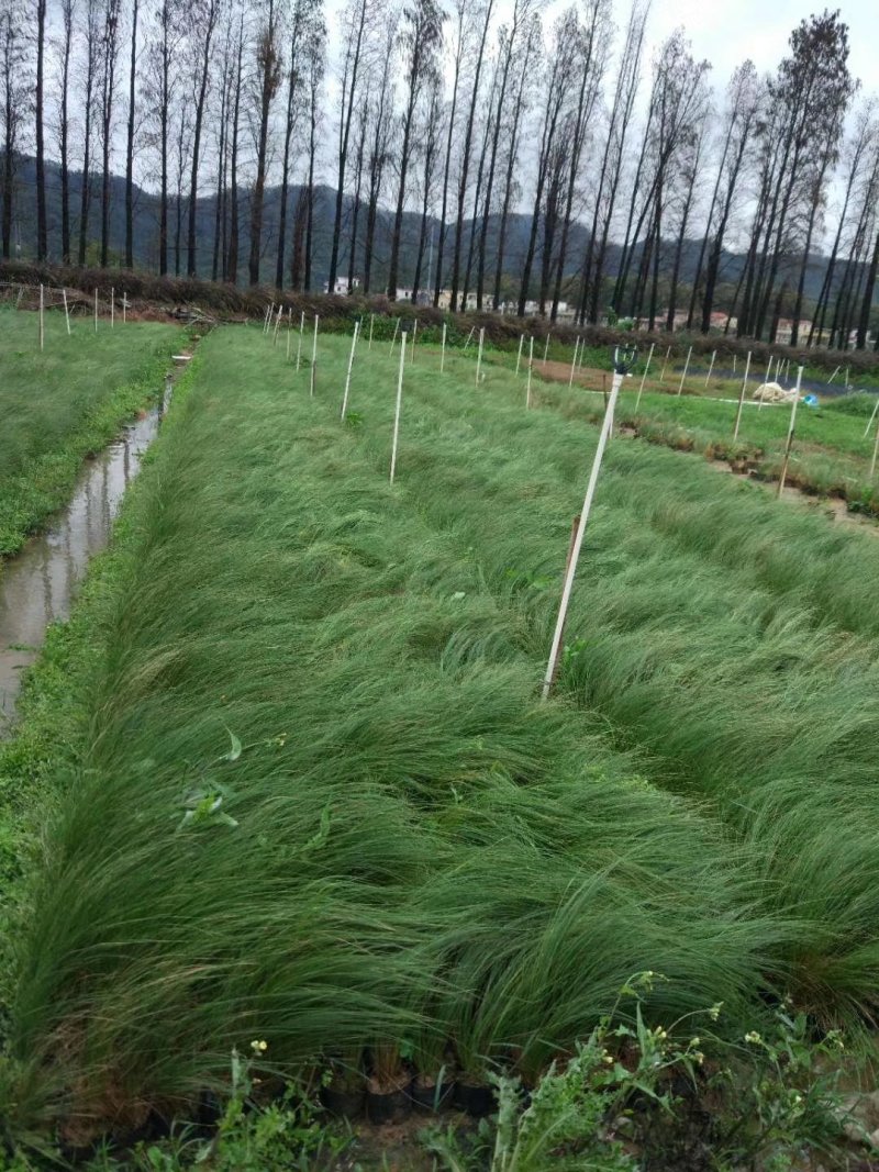 细叶芒基地直供园林绿化工程袋苗质优价低
