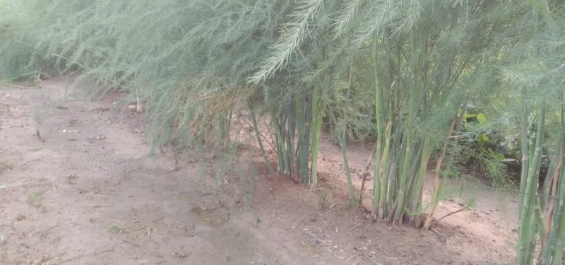 【基地直发】芦笋苗20条根以上保证品质死苗补发