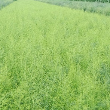 【基地直发】芦笋苗20条根以上保证品质死苗补发