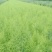 【基地直发】芦笋苗20条根以上保证品质死苗补发