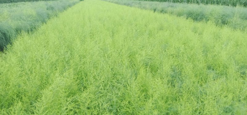 【基地直发】芦笋苗20条根以上保证品质死苗补发