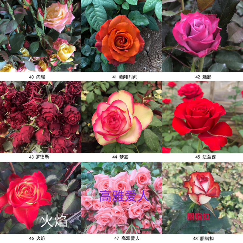 云南大花月季玫瑰2到3年老桩批发，可以直接上工地上盆