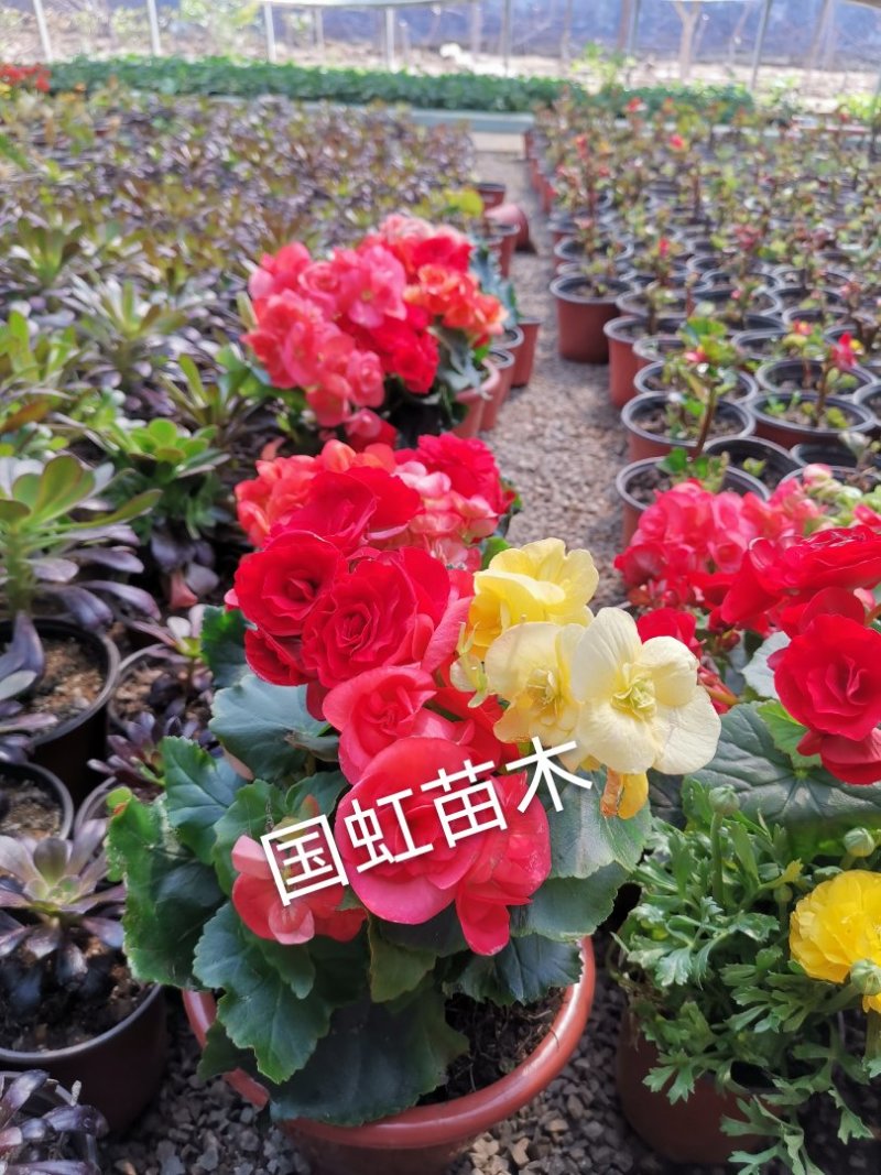 长寿花海棠挨化大花小花精品包邮带花卖疯了