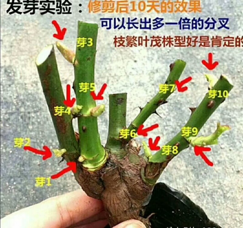 大花月季玫瑰老桩，1～3生，四季开花带香味